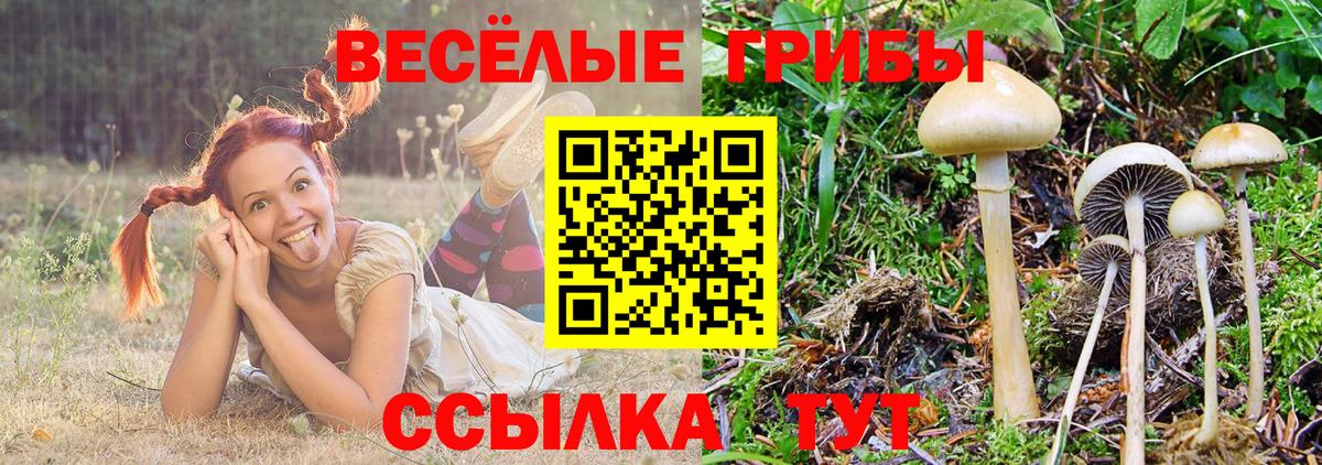 Галлюциногенные грибы Cubensis  Вход с VPN  Чайковский  Галлюциногенные грибы мицелий 